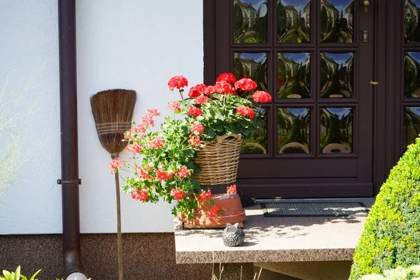 Red geraniums bloom in a flower pot on the doorstep of a house in July. Geraniums, pelargoniums, or storksbills, is a genus of flowering plants. Berlin, Germany