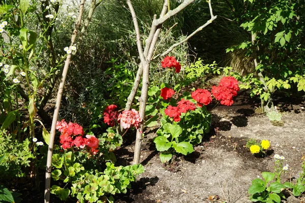 Gerânios Pelargonium Hortorum Florescem Julho Jardim Pelargonium Hortorum Gerânio Zonal — Fotografia de Stock