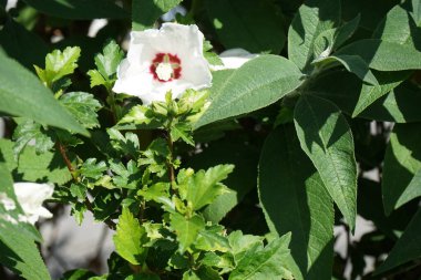 Hibiscus Syriacus 'Kızıl Kalp' Temmuz 'da kırmızı merkezli büyük beyaz çiçeklerle çiçek açar. Hibiscus syriacus, Malvaceae familyasından bir bitki türü. Berlin, Almanya  