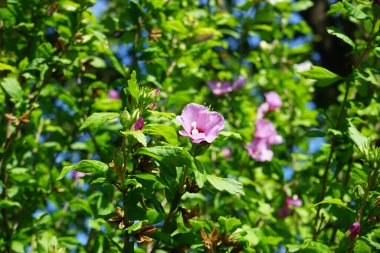 Hibiscus Syriacus, Temmuz ayında kırmızı merkezli büyük pembe-mor çiçeklerle çiçek açar. Hibiscus syriacus, Malvaceae familyasından bir bitki türü. Berlin, Almanya 