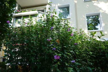 Hibiscus Syriacus, Temmuz ayında kırmızı çiçekli büyük bir mor çiçekle çiçek açar. Hibiscus syriacus, Malvaceae familyasından bir bitki türü. Berlin, Almanya 