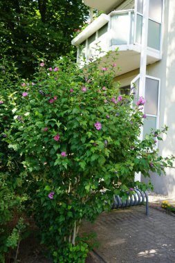 Hibiscus Syriacus, Temmuz ayında kırmızı çiçekli büyük bir mor çiçekle çiçek açar. Hibiscus syriacus, Malvaceae familyasından bir bitki türü. Berlin, Almanya 