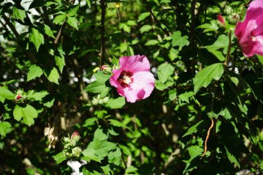 Eşek arısı Bombus Terrestris Temmuz ayında pembe kırmızı bir Hibiscus Syriacus çiçeğinin üzerinde oturur. Bombus terrestris en çok sayıda yaban arısı türünden biridir. Berlin, Almanya 