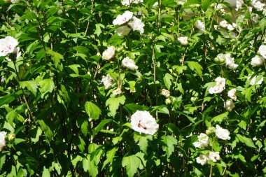 Musca Domestica sineği temmuzda Hibiscus Syriacus 'un Çin şifonunun yaprağının üzerinde oturur. Musca domestica, Cyclorrhapha 'nın bir alt sineğidir. Berlin, Almanya