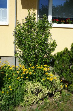 Hibiscus Syriacus, Temmuz 'da büyük mor-mavi ve kestane rengi bir çiçekle çiçek açar. Hibiscus syriacus, Malvaceae familyasından bir bitki türü. Berlin, Almanya 