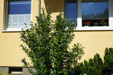 Hibiscus Syriacus, Temmuz 'da büyük mor-mavi ve kestane rengi bir çiçekle çiçek açar. Hibiscus syriacus, Malvaceae familyasından bir bitki türü. Berlin, Almanya 