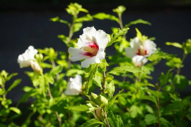 Hibiscus Syriacus 'Kızıl Kalp' Temmuz 'da kırmızı merkezli büyük beyaz çiçeklerle çiçek açar. Hibiscus syriacus, Malvaceae familyasından bir bitki türü. Berlin, Almanya  