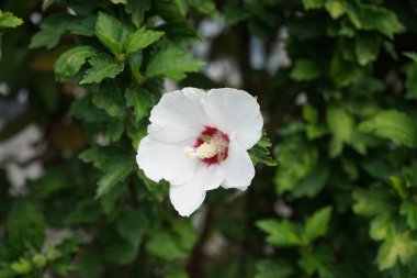 Hibiscus Syriacus 'Kızıl Kalp' Temmuz 'da kırmızı merkezli büyük beyaz çiçeklerle çiçek açar. Hibiscus syriacus, Malvaceae familyasından bir bitki türü. Berlin, Almanya  