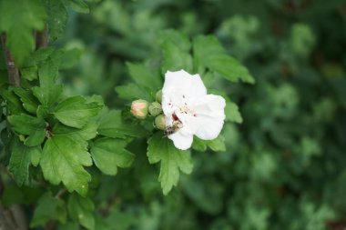 Bir Avrupa bal arısı temmuzda Hibiscus Syriacus 'un Çin şifonundan nektar toplar. Batı bal arısı, Avrupa bal arısı, Apis mellifera bir haşerat böceği. Berlin, Almanya 