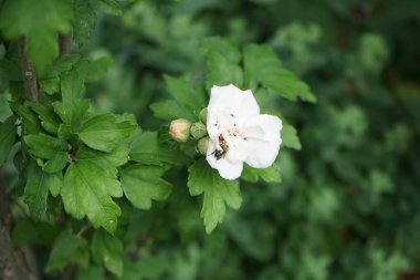 Bir Avrupa bal arısı temmuzda Hibiscus Syriacus 'un Çin şifonundan nektar toplar. Batı bal arısı, Avrupa bal arısı, Apis mellifera bir haşerat böceği. Berlin, Almanya 