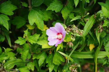 Hibiscus Syriacus, Temmuz ayında kırmızı merkezli büyük pembe-mor çiçeklerle çiçek açar. Hibiscus syriacus, Malvaceae familyasından bir bitki türü. Berlin, Almanya 