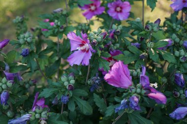 Hibiscus Syriacus, Temmuz ayında kırmızı çiçekli büyük bir mor çiçekle çiçek açar. Hibiscus syriacus, Malvaceae familyasından bir bitki türü. Berlin, Almanya 