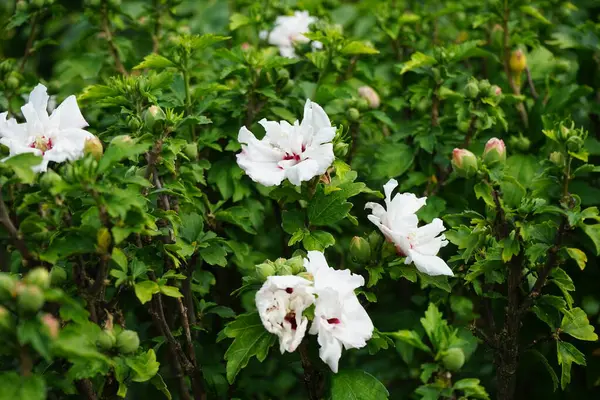 Hibiscus syriacus 