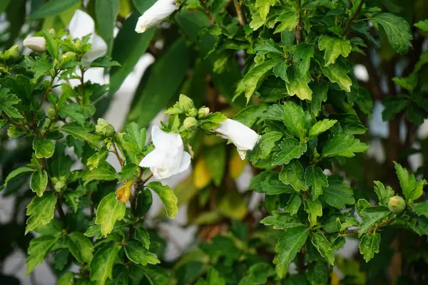 ハイビスカスシリアス レッドハート は7月に赤い中心を持つ大きな白い花で咲きます ハイビスカスシリアスは モロウファミリーの花の植物の種であるマルヴァシナス ベルリン ドイツ — ストック写真