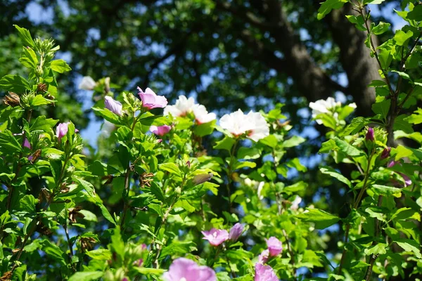 Temmuz 'da iki Hibiscus Syriacus çalısı beyaz, pembe ve kırmızı merkezli çiçekler açar. Hibiscus syriacus, Malvaceae familyasından bir bitki türü. Berlin, Almanya