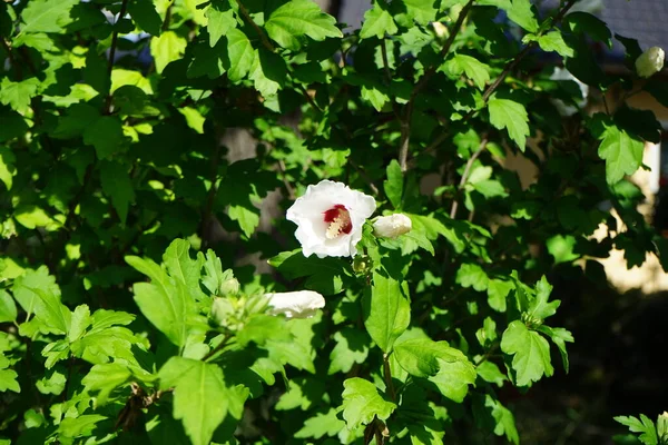 Hibiscus Syriacus 'Kızıl Kalp' Temmuz 'da kırmızı merkezli büyük beyaz çiçeklerle çiçek açar. Hibiscus syriacus, Malvaceae familyasından bir bitki türü. Berlin, Almanya  