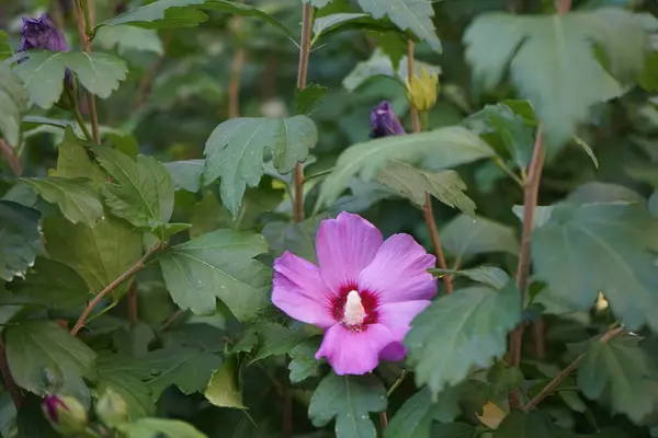 Hibiscus Syriacus Blooms Large Pink Purple Flowers Red Center July — Stock Photo, Image