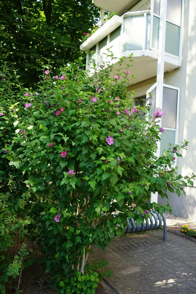 Hibiscus Syriacus, Temmuz ayında kırmızı çiçekli büyük bir mor çiçekle çiçek açar. Hibiscus syriacus, Malvaceae familyasından bir bitki türü. Berlin, Almanya 