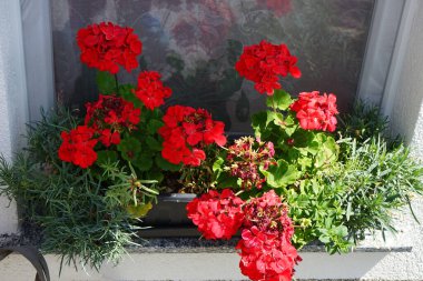 Ayakta duran sardunyalar, Pelargonium hororum, Temmuz ayında bir çiçek kutusunda çiçek açar. Pelargonium hororum, sardunya, bahçe sardunyası, Pelargonium 'un bir hiçliği. Berlin, Almanya  