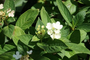 Hydrangea panikleyerek 'Pinky-Winky' çiçeklerini Temmuz ayında bahçede açar. Ortanca paniklemesi (