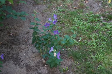 Platycodon grandiflorus temmuzda çiçek açar. Platycodon grandiflorus ya da balon çiçeği (