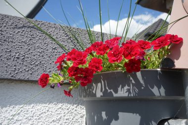 Calibrachoa 'Uno Double Red' blooms in a hanging flowerpot in July. Calibrachoa is a genus of plants in the Solanaceae family. Berlin, Germany 