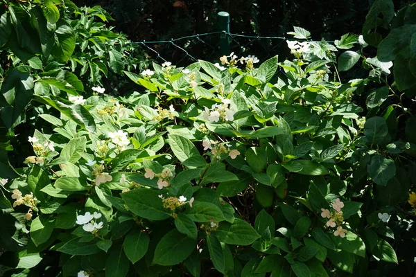 Hydrangea Paniculata Pinky Winky Florece Julio Jardín Hydrangea Paniculata Una —  Fotos de Stock