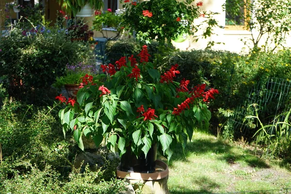 サルヴィアは7月に花の鍋で赤い花で咲きます サルヴィアの素晴らしさ スカーレットのセージは 柔らかい草原の永遠の植物です ベルリン ドイツ — ストック写真