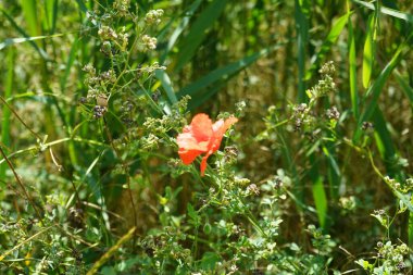 Papaver rhoeas temmuzda çiçek açar. Papaver rhoeas (Papaver rhoeas), Papaveraceae familyasından yıllık otçul bir bitki türüdür. Berlin, Almanya   