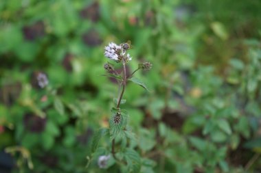 Bir Avrupa bal arısı Temmuz ayında Mentha türünün çiçeklerinden nektar toplar. Batı bal arısı, Avrupa bal arısı, Apis mellifera bir haşerat böceği. Berlin, Almanya 