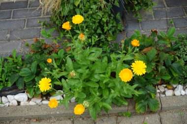 Antirrhinum majus temmuzda çiçek açar. Antirrhinum majus, Antirrhinum cinsine ait bir bitki türüdür. Berlin, Almanya