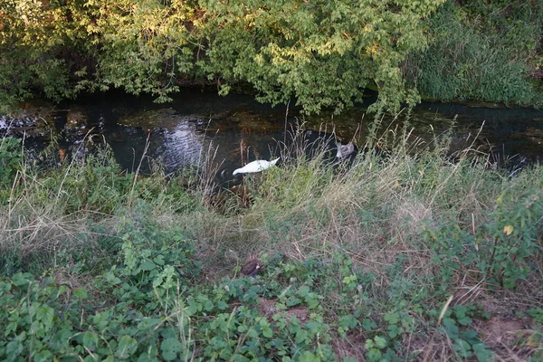 Temmuz 'da beyaz dilsiz bir kuğu ve genç ve dilsiz bir kuğu Wuhle Nehri' nde yüzüyor. Dilsiz kuğu (