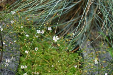 Petrorhagia saksafragası Temmuz ayında çiçek açar. Petrorhagia saksafraga, Caryophyllaceae familyasından küçük bir bitki türü. Berlin, Almanya 