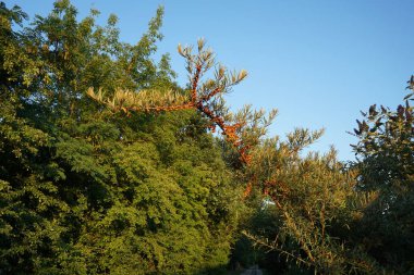 Temmuz 'da meyveli su aygırı rhamnoidleri büyür. Hippophae rhamnoides, Elaeagnaceae familyasından bir bitki türü. Berlin, Almanya 