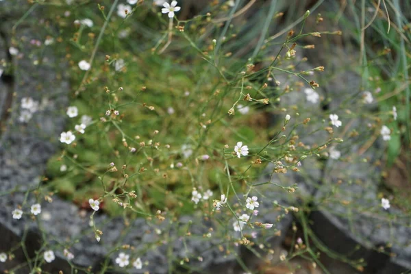 Petrorhagia Saxifraga Ανθίζει Τον Ιούλιο Φυτό Petrorhagia Saxifraga Τουνικό Άνθος — Φωτογραφία Αρχείου