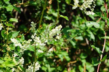 Sarcophaga carnaria sineği Temmuz ayında Fallopia baldschuanica 'nın beyaz çiçeklerinin üzerinde bulunur. Sarcophaga carnaria, Avrupa 'da yaşayan bir et sineği türüdür. Berlin, Almanya 