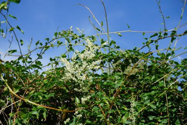 Fallopia baldschuanica Temmuz ayında çiçek açacak. Fallopia baldschuanica, syn. Polygonum baldschuanicum, Knotweed familyasından Asya 'da yetişen bir bitki türü. Berlin, Almanya 