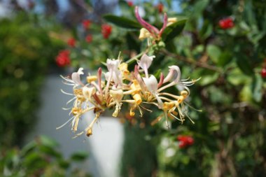 Lonicera periclymenum temmuzda büyür. Lonicera periclymenum (hanımeli), Caprifoliaceae familyasından bir hanımeli türü. Berlin, Almanya 