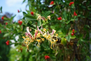 Lonicera periclymenum temmuzda büyür. Lonicera periclymenum (hanımeli), Caprifoliaceae familyasından bir hanımeli türü. Berlin, Almanya 