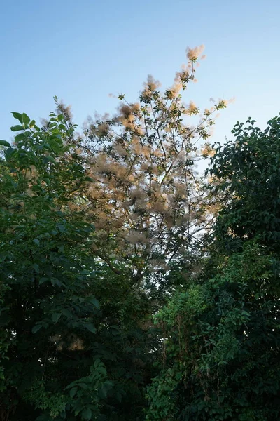 Cotinus Coggygria Syn Rhus Cotinus Der Europäische Räucherbaum Eurasischer Räucherbaum — Stockfoto