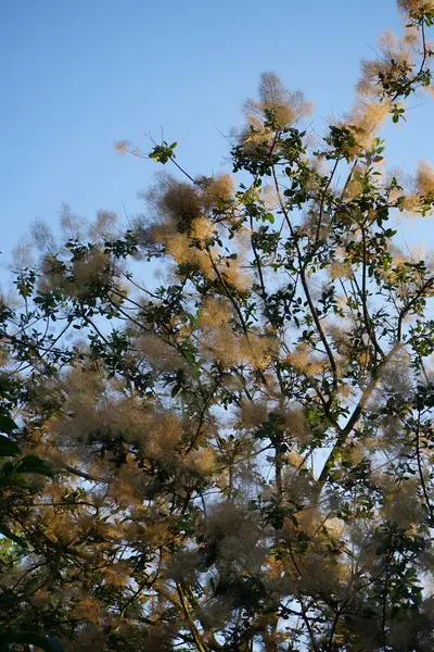 Cotinus Coggygria Syn Rhus Cotinus Der Europäische Räucherbaum Eurasischer Räucherbaum — Stockfoto