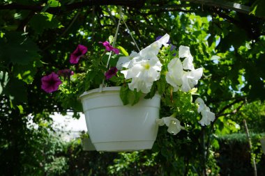 Çok renkli petunya çiçekleri ve Sutera kordatasının beyaz çiçekleri 'Büyük Baja' çardakta asılı bir saksıda çiçek açıyor. Petunia, Petunioideae familyasından bir cinstir. Berlin, Almanya