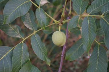 Juglan rejiminin meyveleri Temmuz ayında dallarda olgunlaşır. Juglans regia, Persçe, İngilizce, Karpatça, Madeiraca veya yaygın olarak kullanılan bir ceviz ağacı türüdür. Berlin, Almanya 