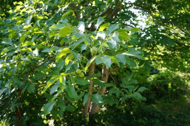 Juglan rejiminin meyveleri Temmuz ayında dallarda olgunlaşır. Juglans regia, Persçe, İngilizce, Karpatça, Madeiraca veya yaygın olarak kullanılan bir ceviz ağacı türüdür. Berlin, Almanya 