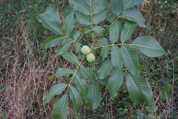 杨树的果实在枝条上成熟 胡瓜属 Juglans Regia 是一种老世界核桃树 是一种长生不老 番石榴 Carpathian 马德拉 Madeira — 图库照片