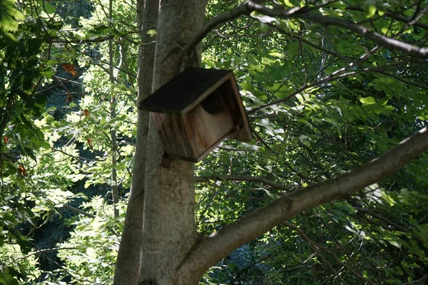 Σπιτάκι Των Πουλιών Κρέμεται Ένα Δέντρο Ένα Κουτί Φωλιάς Ένα — Φωτογραφία Αρχείου