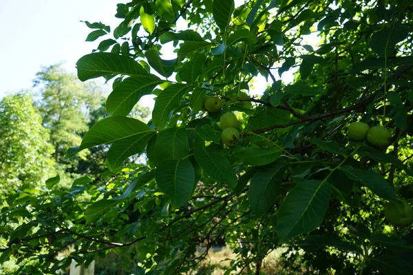 Owoce Juglanów Regia Dojrzewają Gałęziach Lipcu Juglans Regia Gatunek Drzewa — Zdjęcie stockowe
