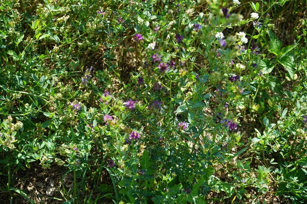 Medicago Sativa Blüht Mit Violetten Blüten Juli Auf Einer Wiese — Stockfoto