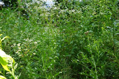Erigeron Annuus temmuzda çiçek açar. Erigeron Annuus (eski adıyla Aster Annuus), papatya pireli, papatya veya papatya pireli otçul bir bitki türüdür. Berlin, Almanya  