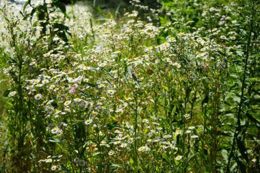 Erigeron Annuus temmuzda çiçek açar. Erigeron Annuus (eski adıyla Aster Annuus), papatya pireli, papatya veya papatya pireli otçul bir bitki türüdür. Berlin, Almanya  